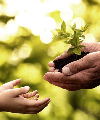 hands holding plant