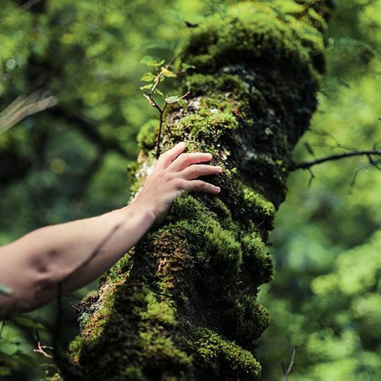 Découvrez ce que Kyocera fait pour l'environnement hand touching tree